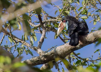 Sumba Hornbill - Soembajaarvogel - Calao de Sumba (f)