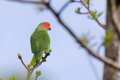 Red-cheeked Parrot - Roodwangpapegaai - Perruche de Geoffroy (m)
