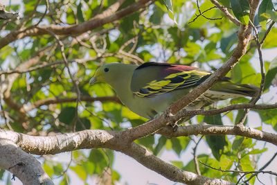 Sumba Green Pigeon - Soembapapegaaiduif - Colombar de Sumba (m)