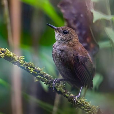 Southern Nightingale-Wren - Nachtegaalwinterkoning - Troglodyte siffleur