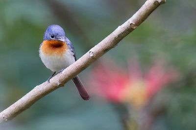 Broad-billed Flycatcher - Kaneelborstmonarch - Monarque  bec large