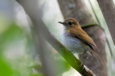 Sumba Flycatcher - Harterts Vliegenvanger - Gobemouche de Hartert