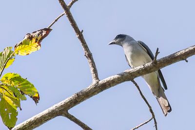 Wallacean Cuckooshrike - Wallace-rupsvogel - chenilleur wallacen (m)