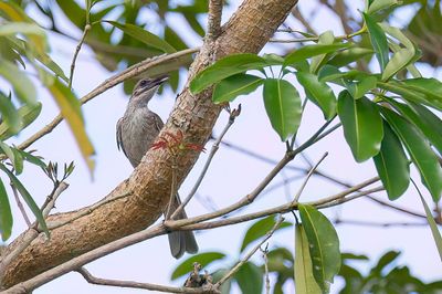 Timor Friarbird - Timorlederkop - Polochion sobre