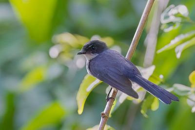 Northern Fantail - Streepborstwaaierstaart - Rhipidure  ventre chamois