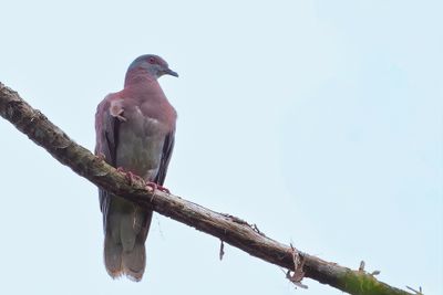 Pale-vented Pigeon - Rosse Duif - Pigeon rousset