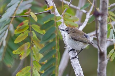 Plain Gerygone - Timormangrovezanger - Grygone terne