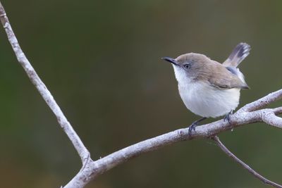 Plain Gerygone - Timormangrovezanger - Grygone terne