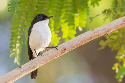 White-bellied Bushchat - Timorpaapje - Tarier  gorge blanche (m)