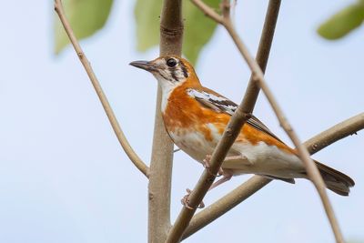 Orange-sided Thrush - Timorlijster - Grive de Pron