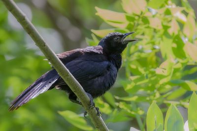 Melodious Blackbird - Rouwtroepiaal - Quiscale chanteur