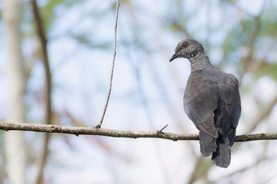 Black Cuckoo-Dove - Zwarte Koekoeksduif - Phasianelle modeste (j)