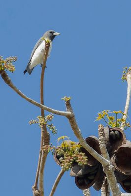 White-breasted Woodswallow - Witborstspitsvogel - Langrayen  ventre blanc