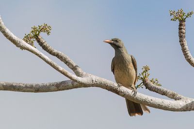 Timor Oriole - Olijfbruine Wielewaal - Loriot de Timor (m)