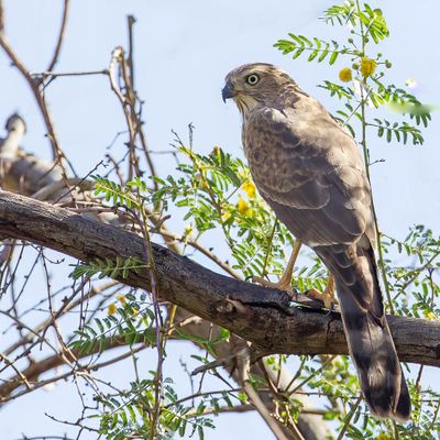 Gabar Goshawk - Gabarhavik - Autour gabar (j)