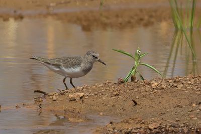 Temminck's Stint - Temmincks Strandloper - Bécasseau de Temminck