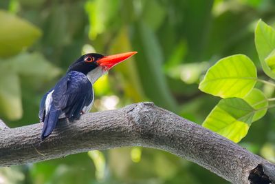 White-rumped Kingfisher - Blauw-witte IJsvogel - Martin-chasseur tincelant