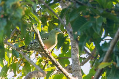 Flores Green Pigeon - Florespapegaaiduif - Colombar de Flors