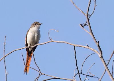 Little Minivet - Floresmenievogel - Minivet de Sumbawa (f)