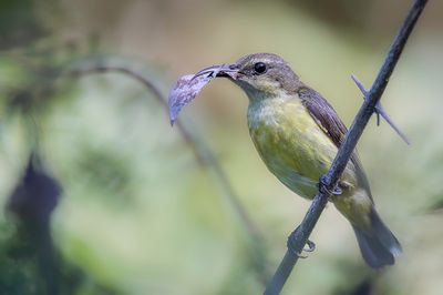 Olive-backed Sunbird - Staalborsthoningzuiger - Souimanga  dos vert (f)