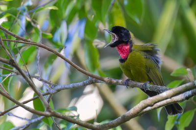 Bare-throated Whistler - Naaktkeelfluiter - Siffleur  gorge nue