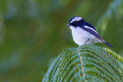 Little Pied Flycatcher - Ekstervliegenvanger - Gobemouche pie (m)