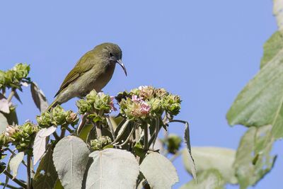 Scaly-crowned Honeyeater - Lombokhoningeter - Mliphage de Lombok