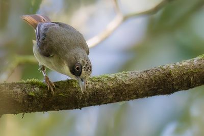 Thick-billed Heleia - Floresbrilvogel - Zostrops  bec fort