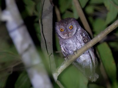 Moluccan Scops Owl - Molukse Dwergooruil - Petit-duc mystrieux