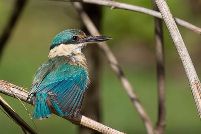 Sacred Kingfisher - Heilige IJsvogel - Martin-chasseur sacr