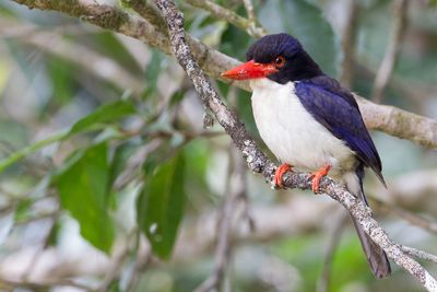 White-rumped Kingfisher - Blauw-witte IJsvogel - Martin-chasseur tincelant