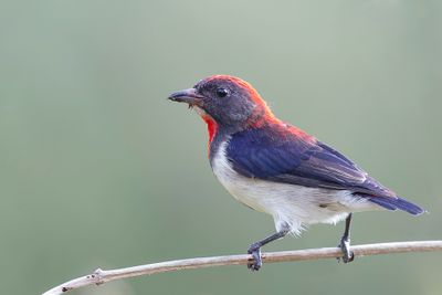 Black-fronted Flowerpecker - Roodkeelhoningvogel - Dice porte-flamme (m)