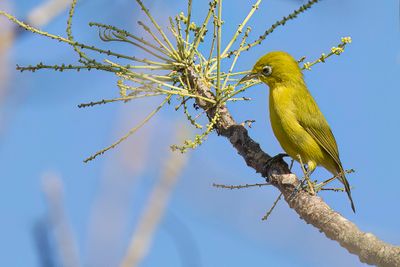 Lemon-bellied White-eye - Molukse Brilvogel - Zostrops  ventre citron