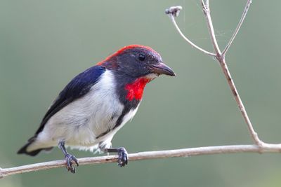 Black-fronted Flowerpecker - Roodkeelhoningvogel - Dice porte-flamme (m)