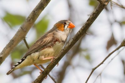 Sunda Zebra Finch (m)