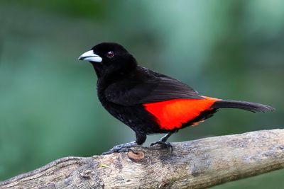Scarlet-rumped Tanager - Roodrugtangare - Tangara à croupion rouge (m)