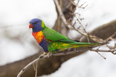 Rainbow Lorikeet - Lori van de Blauwe Bergen - Loriquet arc-en-ciel