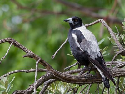 Australian Magpie - Zwartrugfluitvogel - Cassican flteur