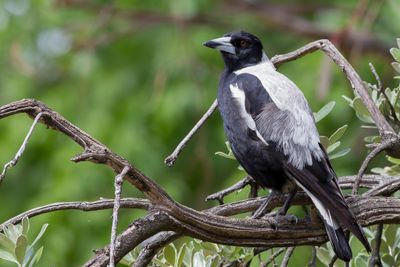 Australian Magpie - Zwartrugfluitvogel - Cassican flûteur