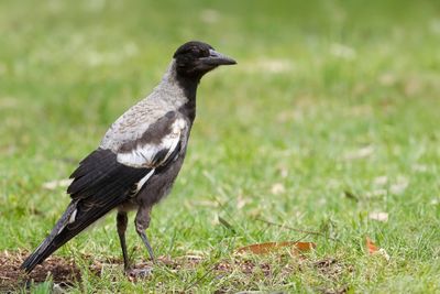 Australian Magpie - Zwartrugfluitvogel - Cassican flûteur (imm)