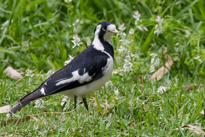 Magpie Lark - Australische Slijkekster - Gralline pie