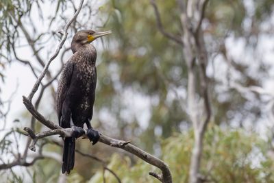 Great Cormorant - Aalscholver - Grand Cormoran