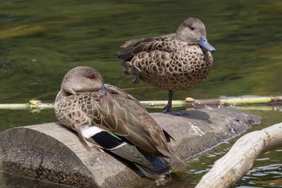 Grey Teal - Australische Taling - Sarcelle australasienne