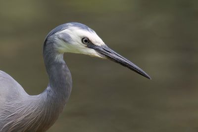 White-faced Heron - Witwangreiger - Aigrette  face blanche