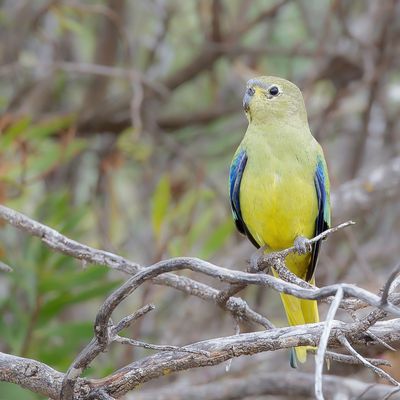 Blue-winged Parrot - Blauwvleugelparkiet - Perruche  bouche d'or