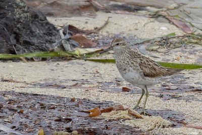 Sharp-tailed Sandpiper - Siberische Strandloper - Bécasseau à queue pointue