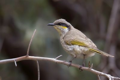 Singing Honeyeater - Fluithoningeter - Méliphage chanteur