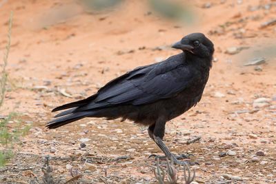Australian Raven - Australische Raaf - Corbeau d'Australie (imm)