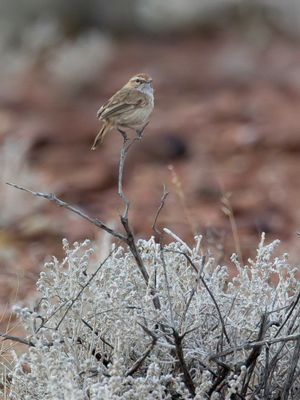 Rufous Fieldwren - Rosse Struiksluiper - Séricorne roussâtre