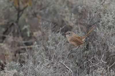 Thick-billed Grasswren - Oostelijke Grassluiper - Amytis à bec fort